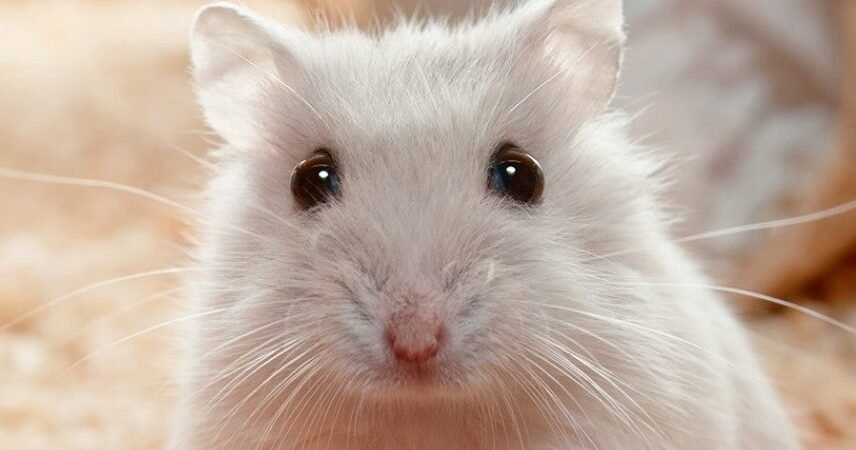 Cara Merawat Hamster Agar Tidak Mudah Mati