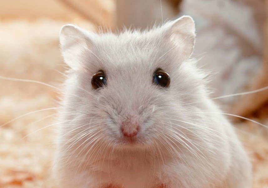Cara Merawat Hamster Agar Tidak Mudah Mati