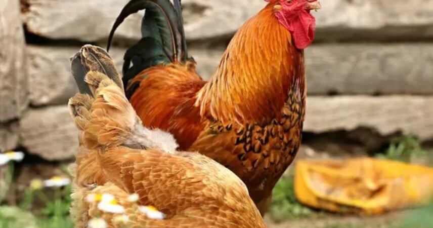 Panduan Lengkap Merawat Ayam Peliharaan Agar Sehat dan Produktif