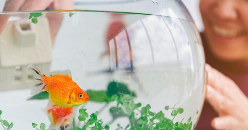 Cara Merawat Ikan Dengan Benar