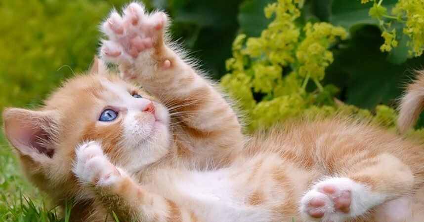 Panduan Lengkap Merawat Anak Kucing