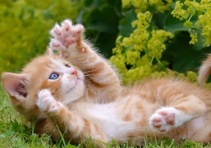 Panduan Lengkap Merawat Anak Kucing