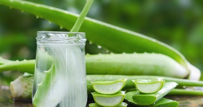 Menguak Segudang Manfaat Lidah Buaya untuk Kesehatan dan Kecantikan Rambut