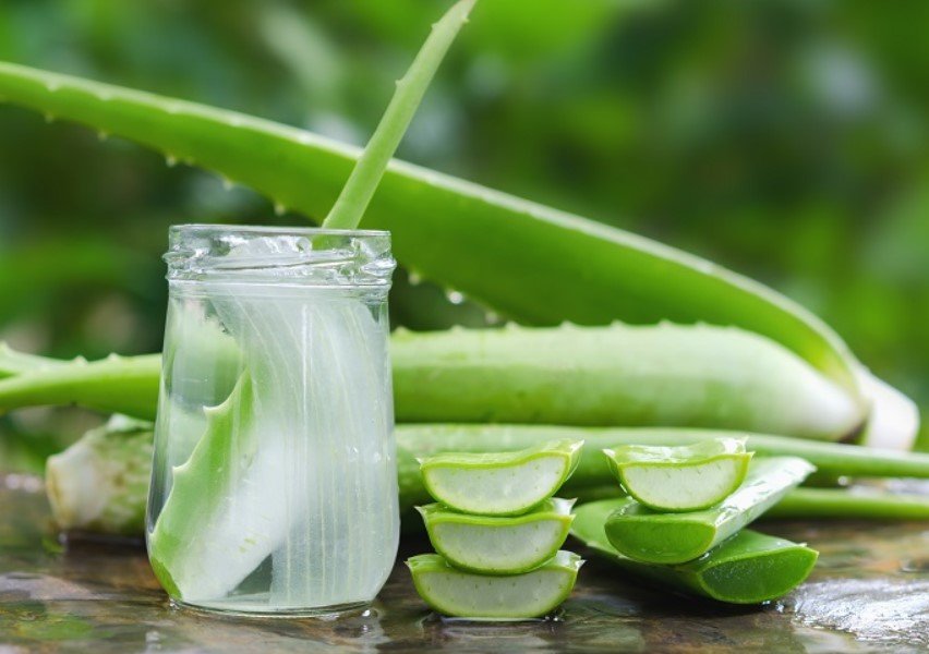 Menguak Segudang Manfaat Lidah Buaya untuk Kesehatan dan Kecantikan Rambut