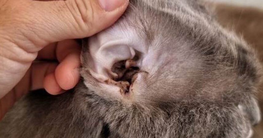 Selamat Tinggal Kutu! Panduan Lengkap Cara Menghilangkan dan Mencegah Kutu pada Kucing Kesayangan Anda