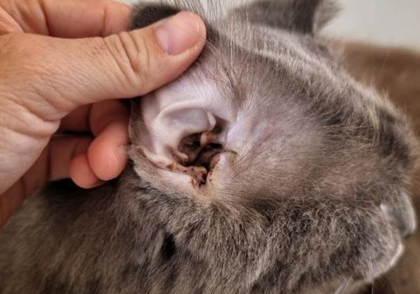Selamat Tinggal Kutu! Panduan Lengkap Cara Menghilangkan dan Mencegah Kutu pada Kucing Kesayangan Anda