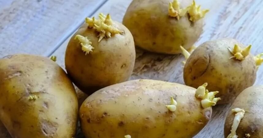 Kentang Hijau dan Bertunas: Waspada Bahaya Solanin yang Mengintai
