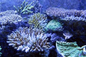 Robot Bawah Laut Memetakan Terumbu Karang Tanpa Merusaknya E28093 Sebuah Revolusi Konservasi